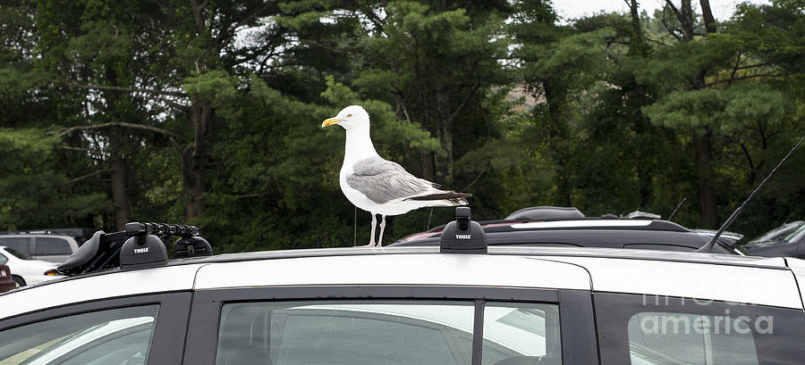 Seagull On Car Photograph by Steven Ralser