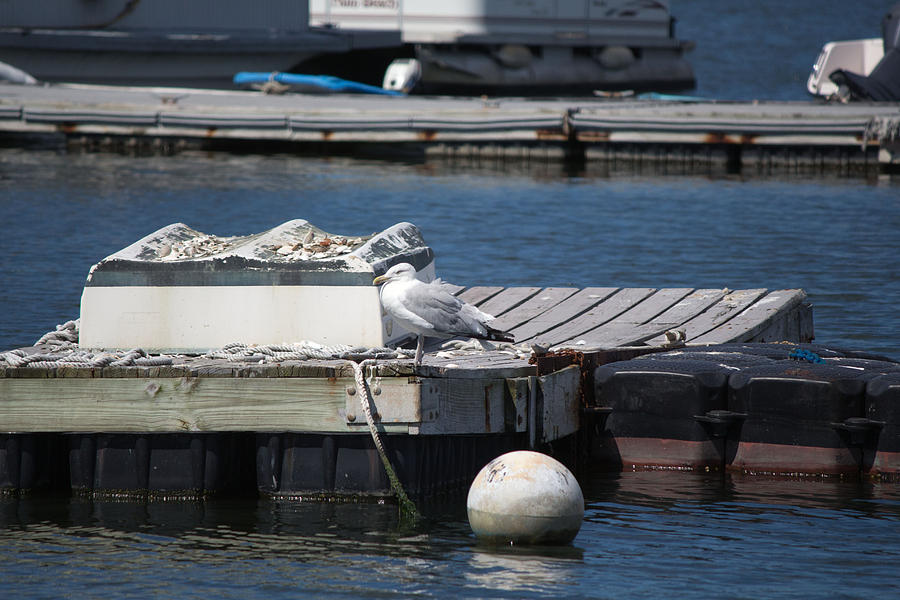 Seagull on dock in Centerport Photograph by Susan Jensen