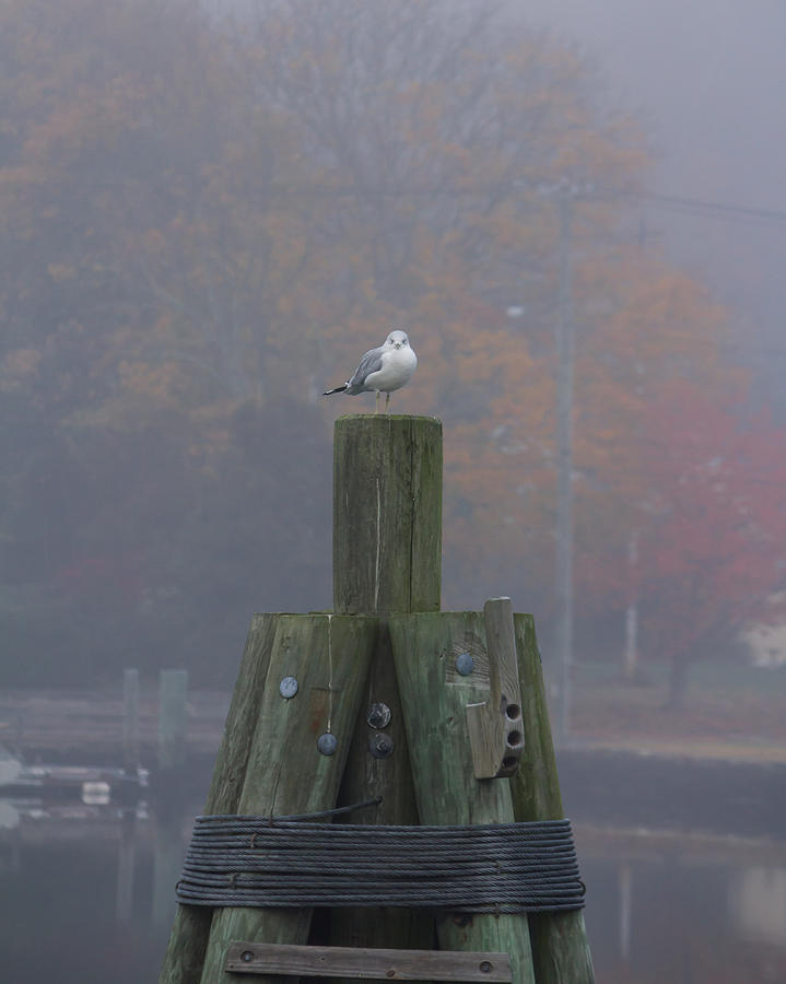 Seagull on his Throne Photograph by Kirkodd Photography Of New England