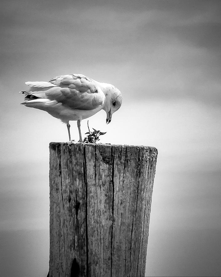 Seagull on Pier  Photograph by Brian Caldwell