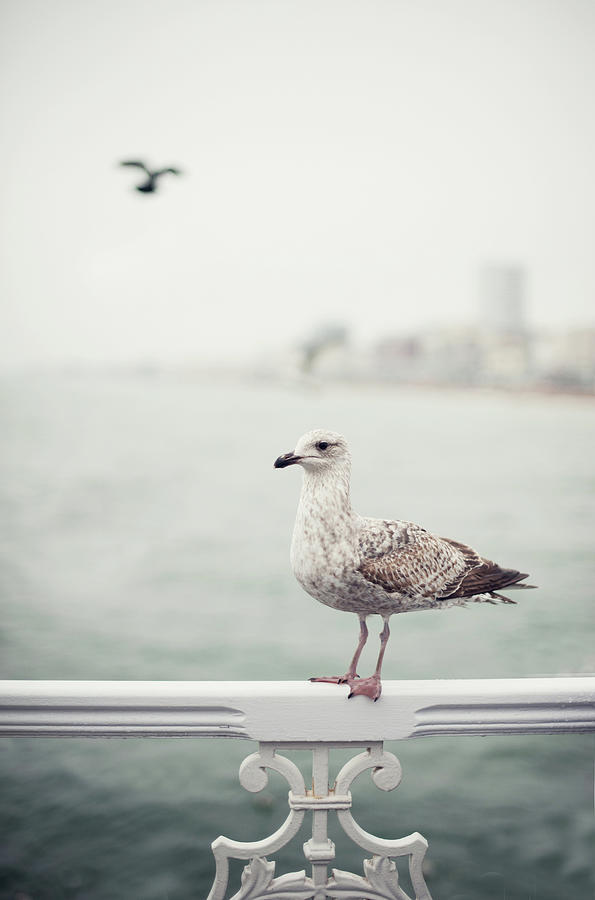 Seagull On Railings At Seaside Photograph by Images By Christina Kilgour
