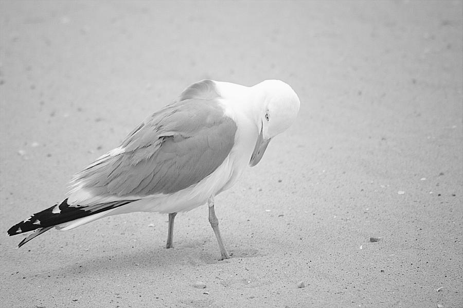 Seagull On Red River Beach Cape Cod Photograph by Suzanne Powers