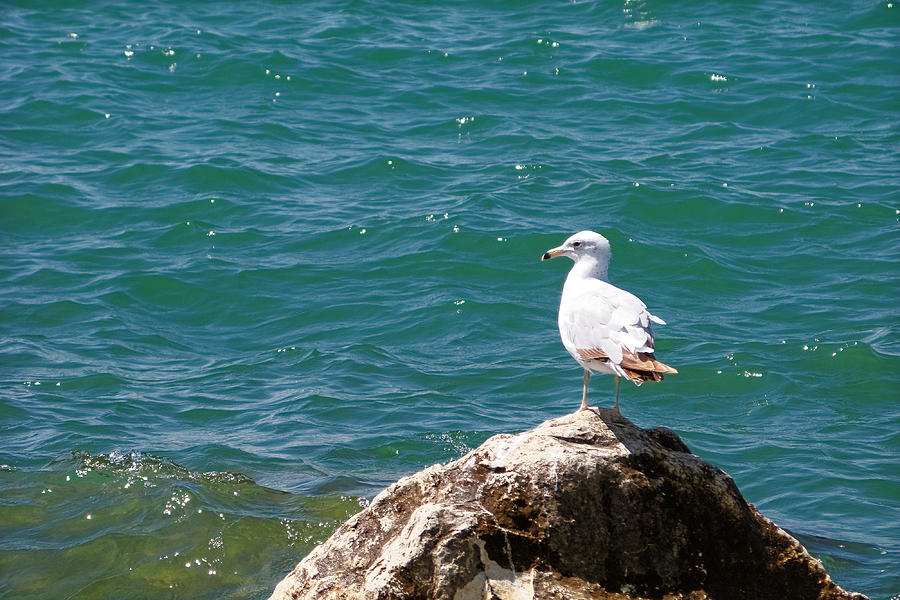 Seagull on Rock Photograph by Lars Lentz