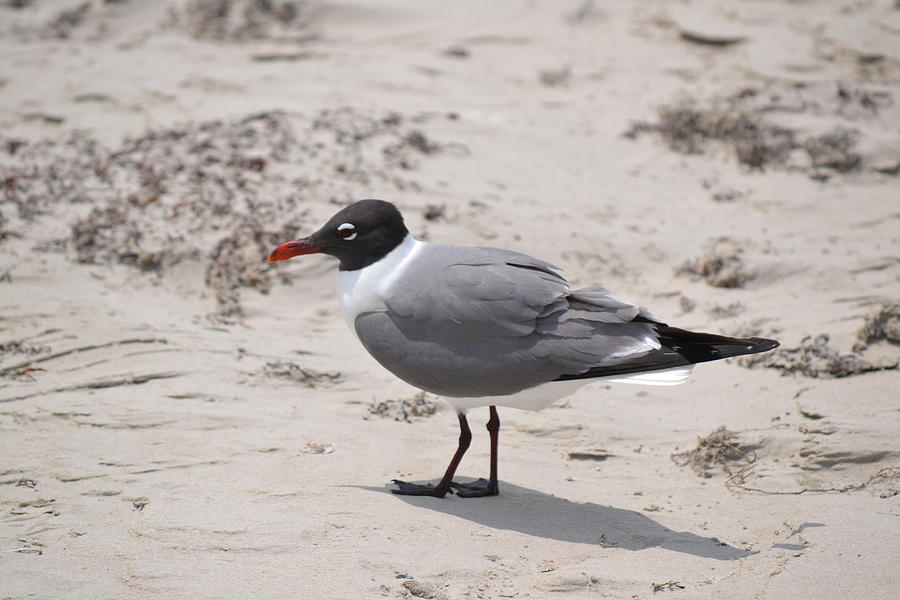 Seagull On Sand Photograph By Belinda Amerman - Fine Art America