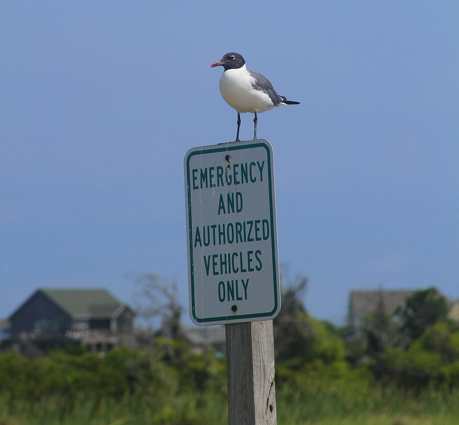 Seagull Photograph - Seagull on Sign Post 2 by Cathy Lindsey