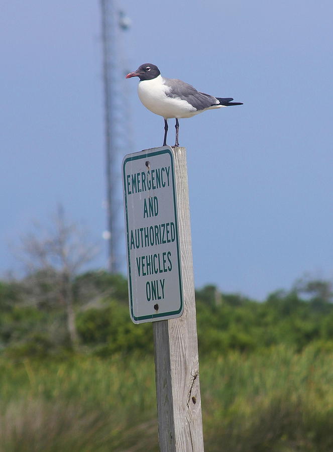 Seagull Photograph - Seagull on Sign Post by Cathy Lindsey