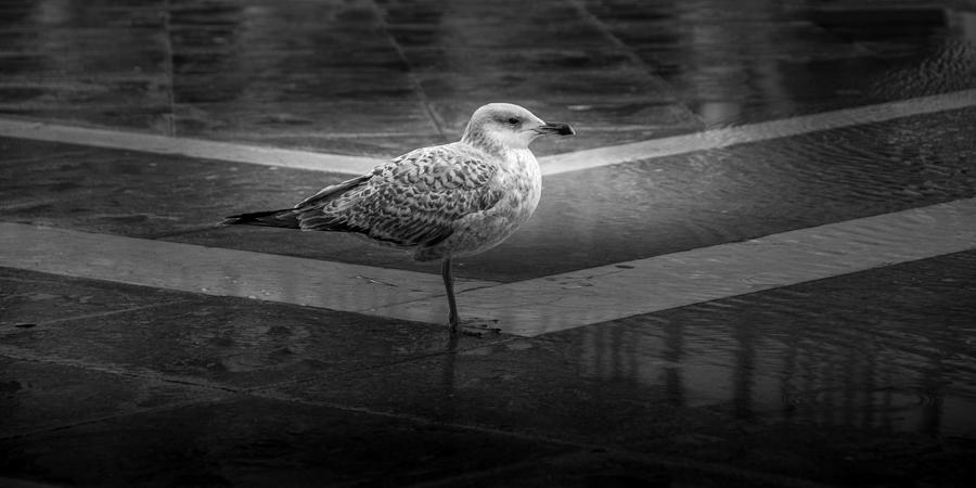 Seagull On St Marks Square Venice Photograph