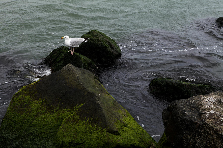 Seagull on Stone 002 Photograph by Dorin Adrian Berbier