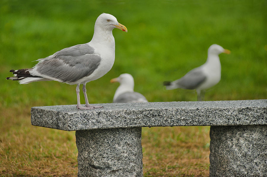 Seagull on Stone Bench Photograph by Mitchell R Grosky