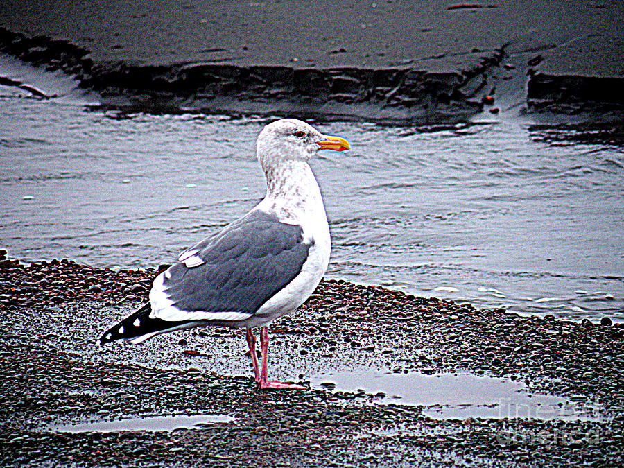 Seagull On The Beach Of The Pacific Photograph by Kathy  White