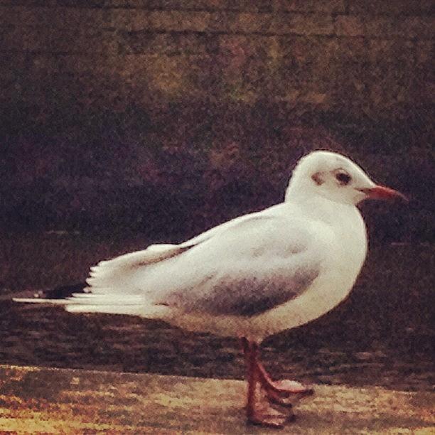 Seagull On The Boardwalk. #igersdublin Photograph by David Lynch