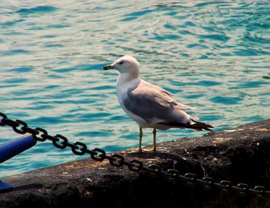 Seagull On The Chicago Seawall Photograph by Flees Photos