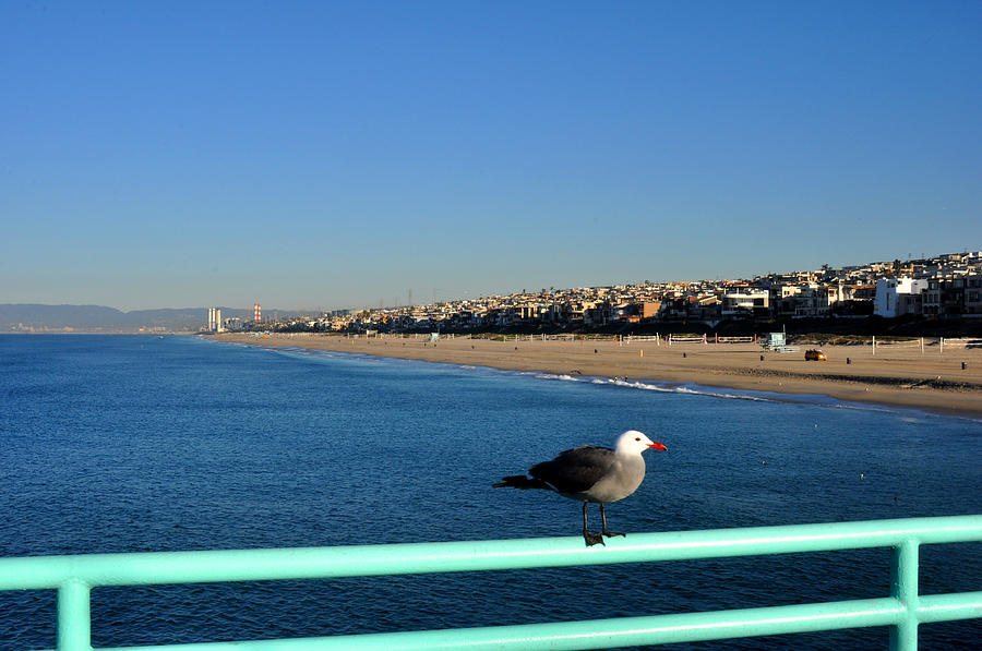 Seagull Photograph - Seagull on the Manhattan Beach Pier by Diane Lent