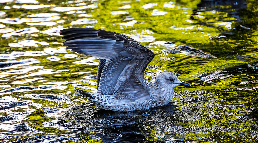 Seagull on the Reflective Water Photograph by Jenny Rainbow