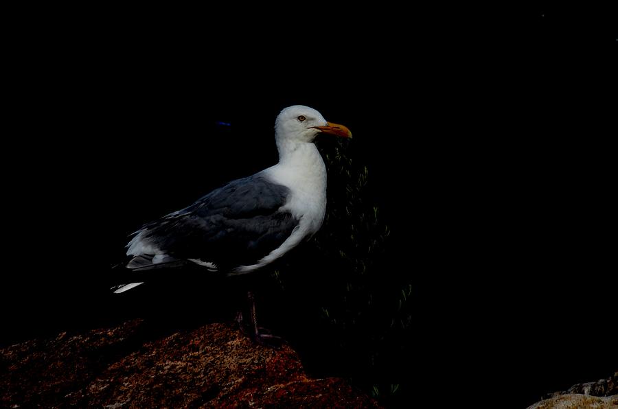 Seagull on the rocks Photograph by Ricardo Dominguez