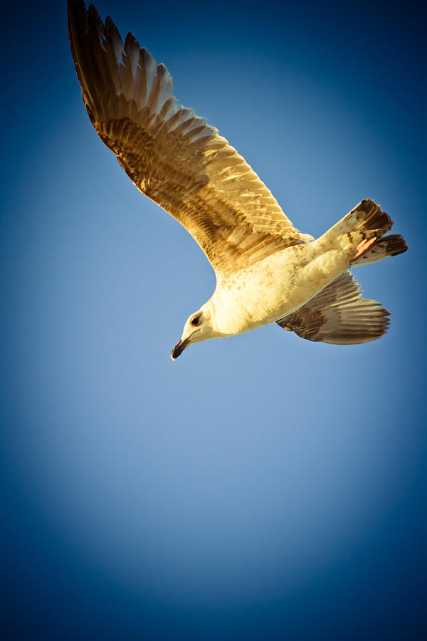 Seagull On The Sky Photograph by Raimond Klavins
