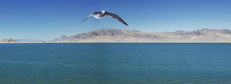 Seagull Over Pyramid Lakenevada United Photograph