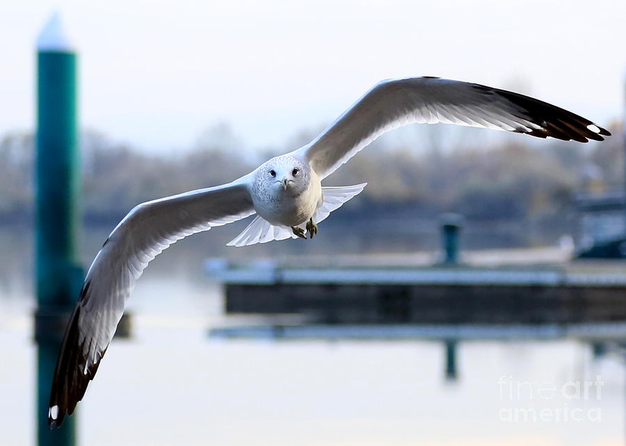 Seagull over the Pier Photograph by Carol Groenen