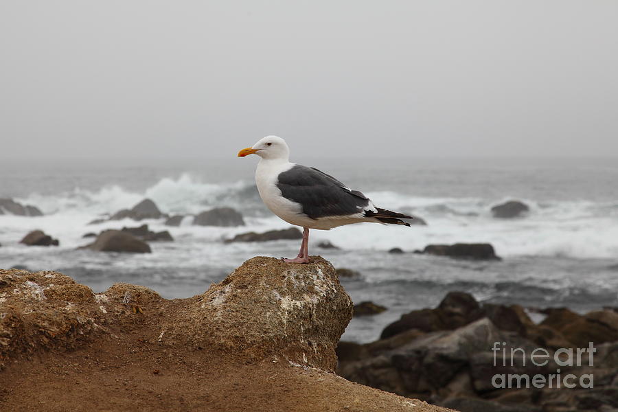 Seagull Overlooking Foggy Asilomar State Beach in Pacific Grove Near Monterey California 5D25125 Photograph by Wingsdomain Art and Photography