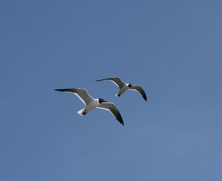 Seagull Photograph - Seagull Pair Flying by Cathy Lindsey