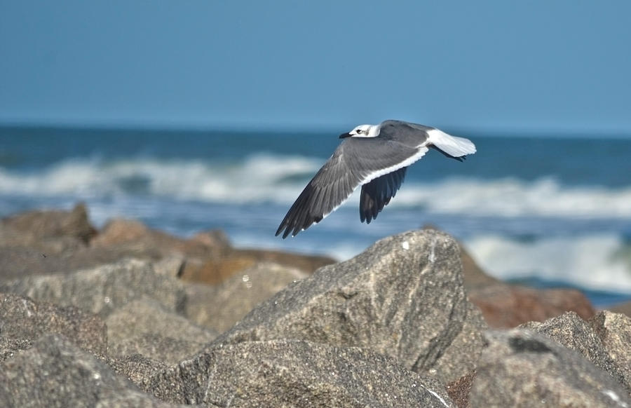 Seagull Parallel Photograph by Sandi OReilly