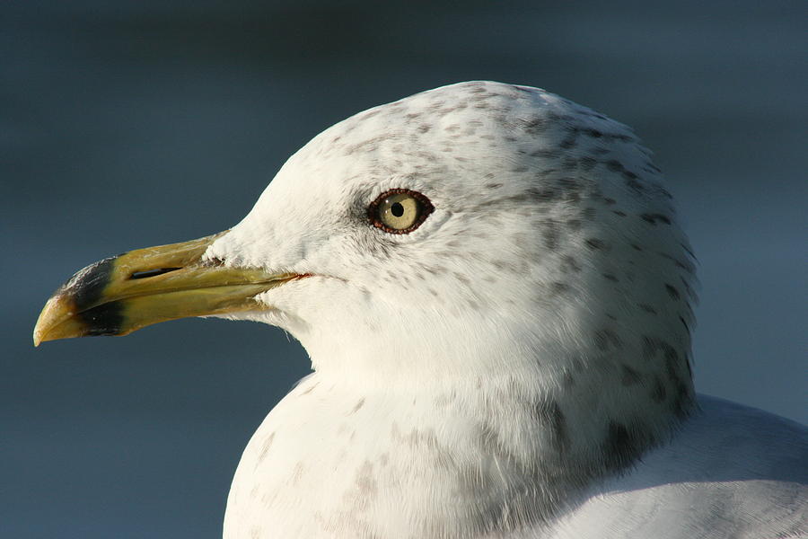 Seagull  Photograph by Paula Brown