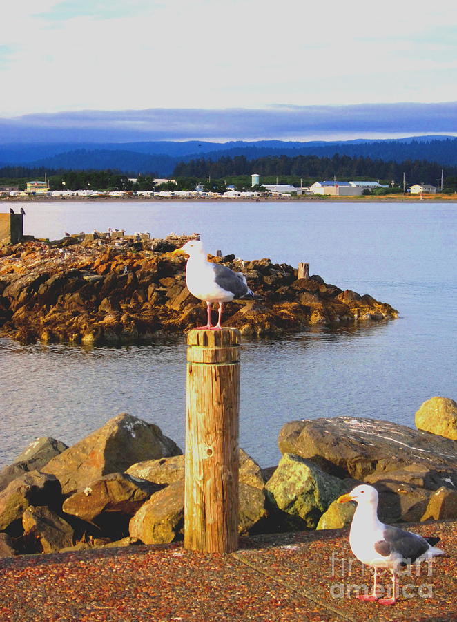 Seagull Perch Photograph by Marilyn Diaz