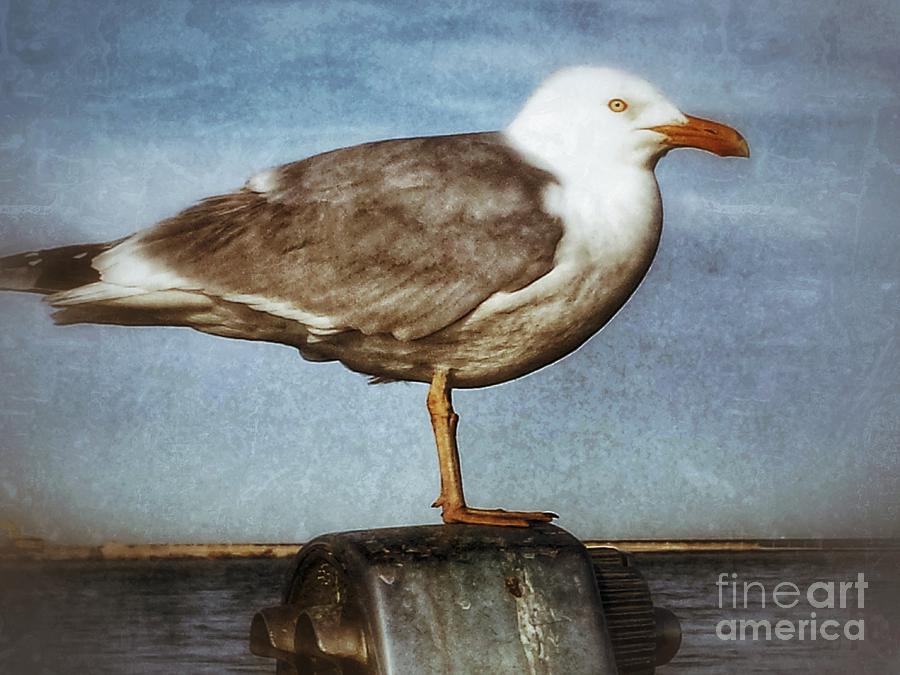 Seagull Perched  Photograph by Beth Ferris Sale