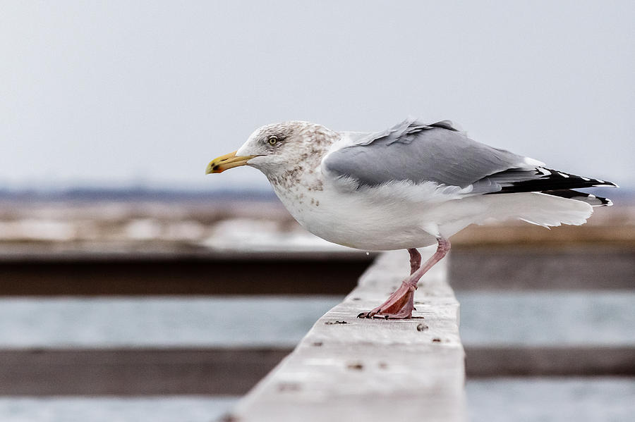 Seagull poised to take off Photograph by SAURAVphoto Online Store