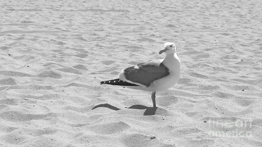 Seagull polka-dot  Photograph by Nora Boghossian