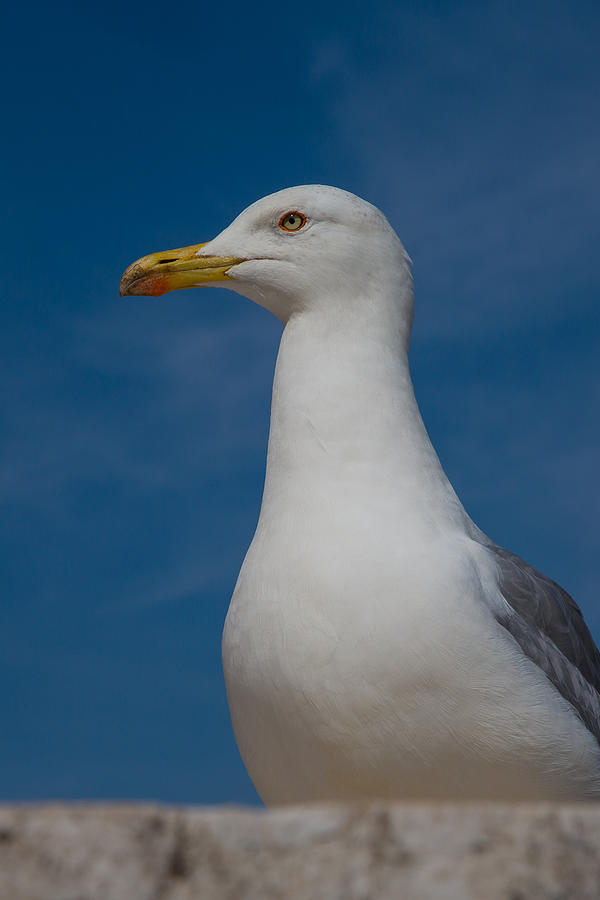 Seagull portrait Photograph by Allan Morrison