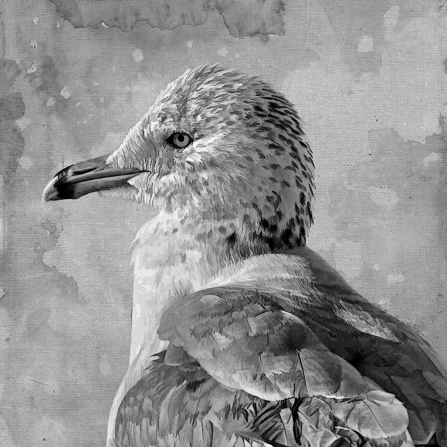 Seagull Portrait Photograph by HH Photography of Florida