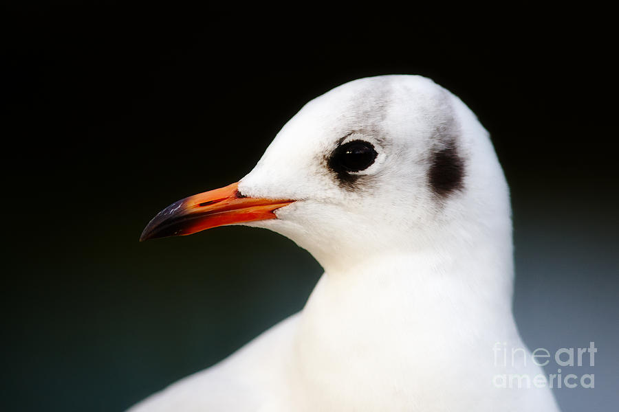 Seagull portrait Photograph by Nick  Biemans