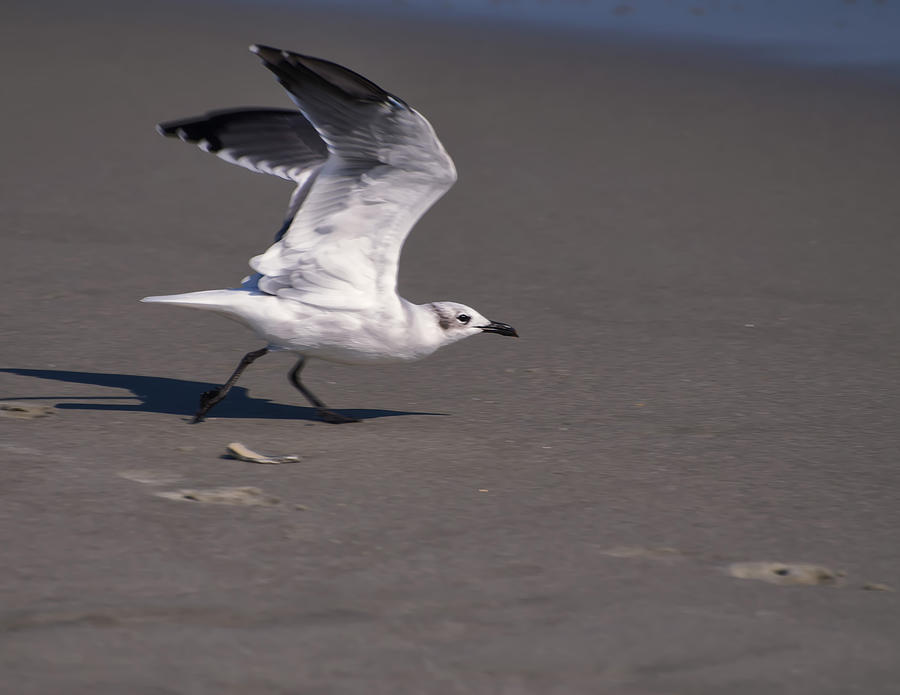 Seagull Preparing To Fly Photograph by Flees Photos