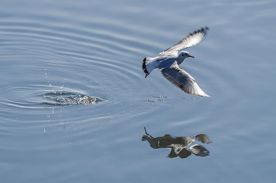 Seagull reflection Photograph by Paulo Goncalves