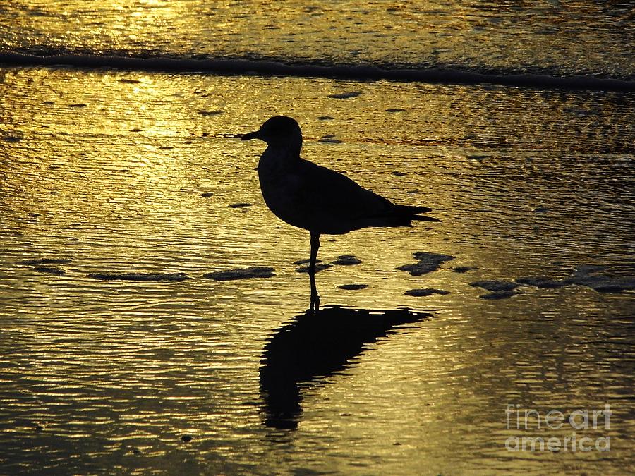 Seagull Reflection Sunset Photograph by D Hackett