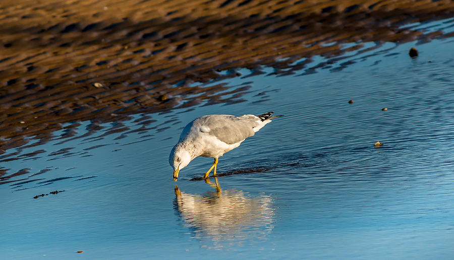 Seagull Reflections Photograph by Patrick Wolf