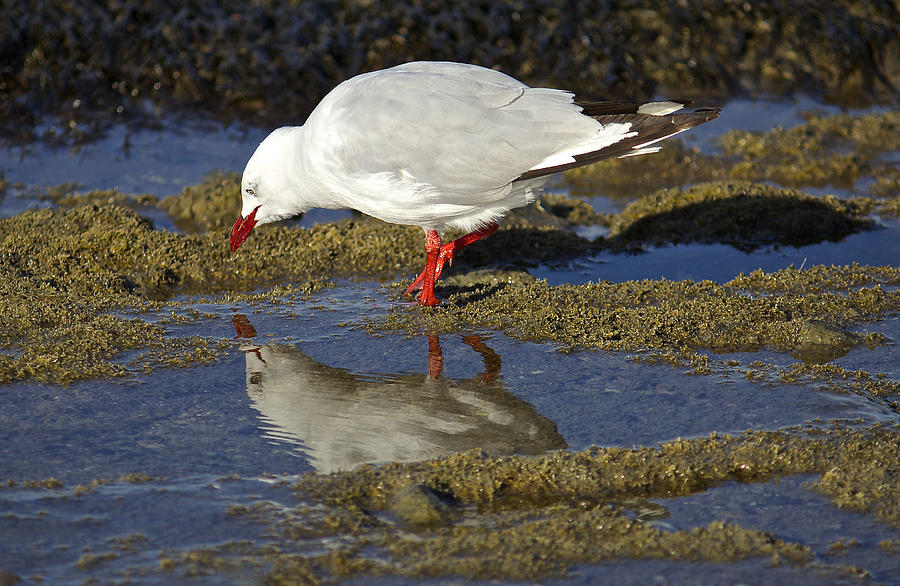Seagull Reflections Photograph by Venetia Featherstone-Witty