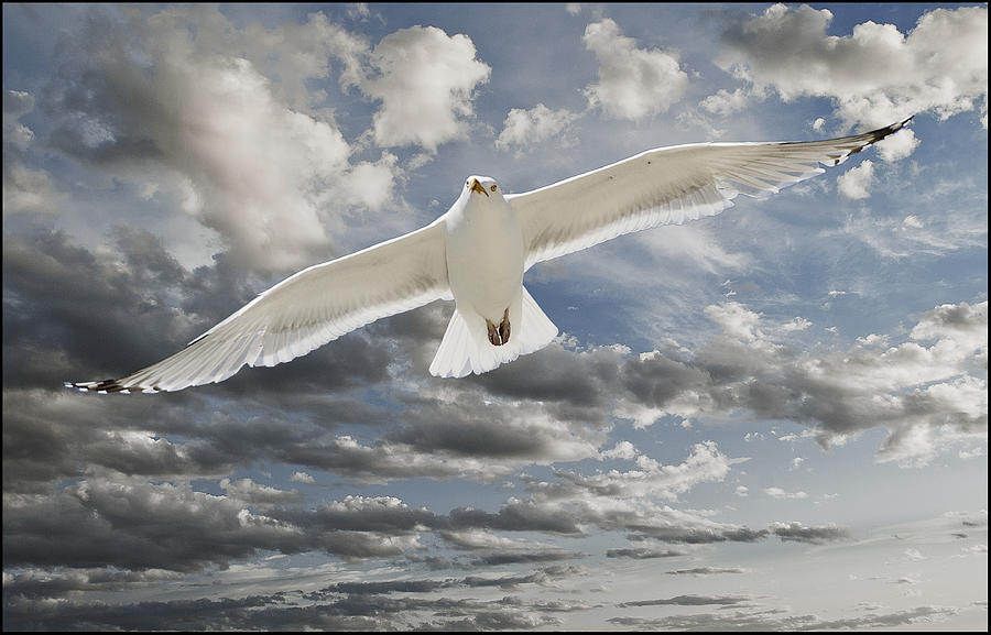 Seagull Photograph - Seagull by Rick Mosher