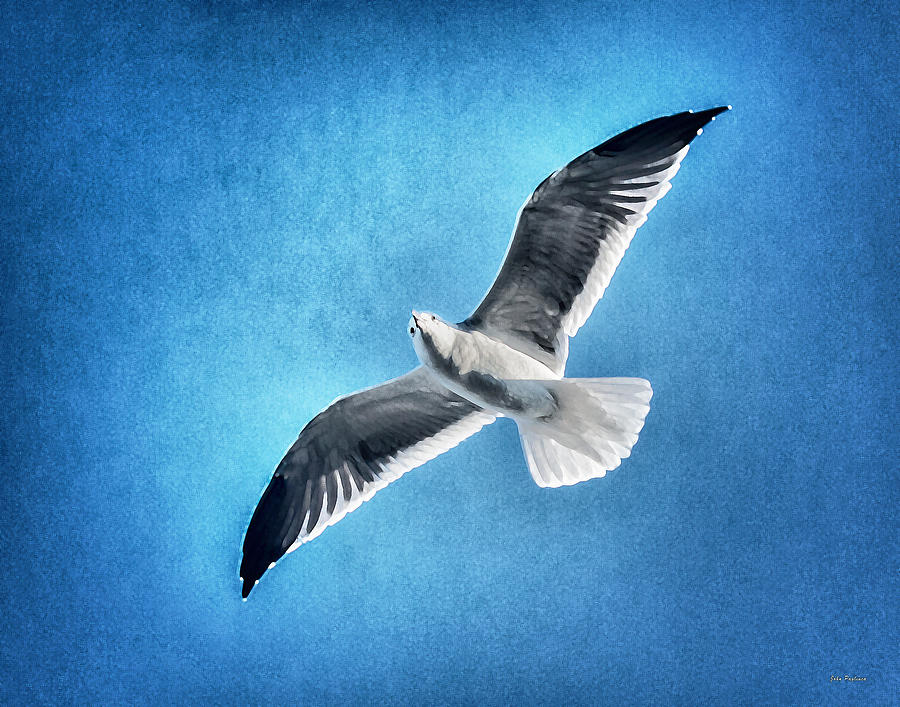 Seagull Rising Photograph by John Pagliuca