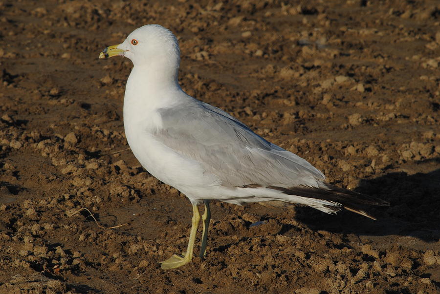 Seagull Photograph