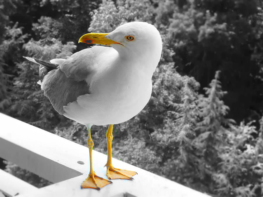 Seagull Photograph by Rumiana Nikolova