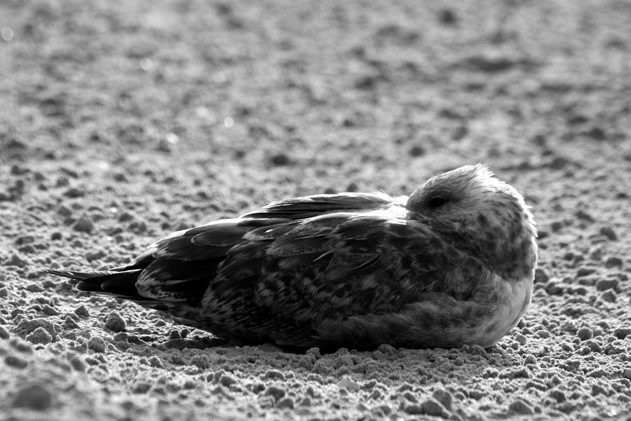 Seagull Sand Bath Photograph by Vadim Levin