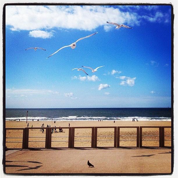 Summer Photograph - #seagull #sea #northsea #beach #holland by Laura  Teodora