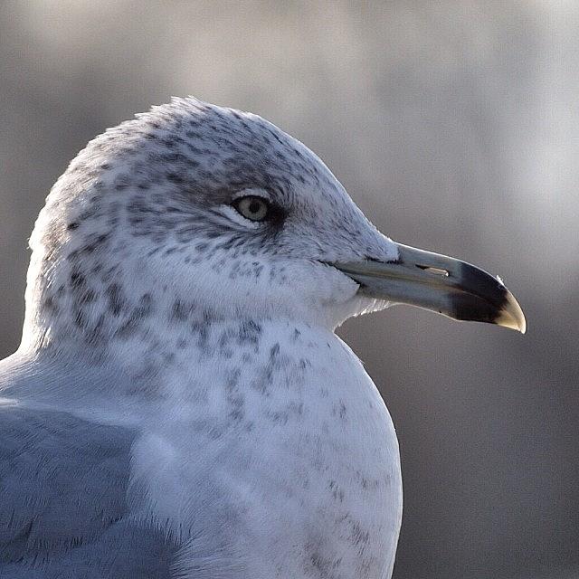 Feather Photograph - #seagull #seagulls #gull #gulls #bird by Tiffany Anthony