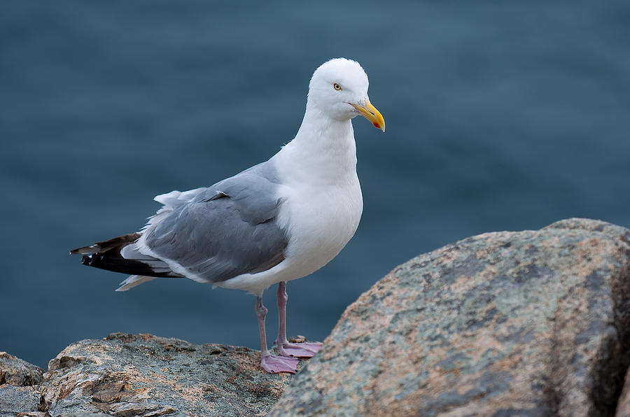 Acadia National Park Photograph - Seagull by Sebastian Musial