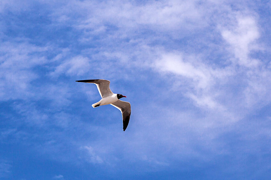 Seagull Photograph by Sennie Pierson