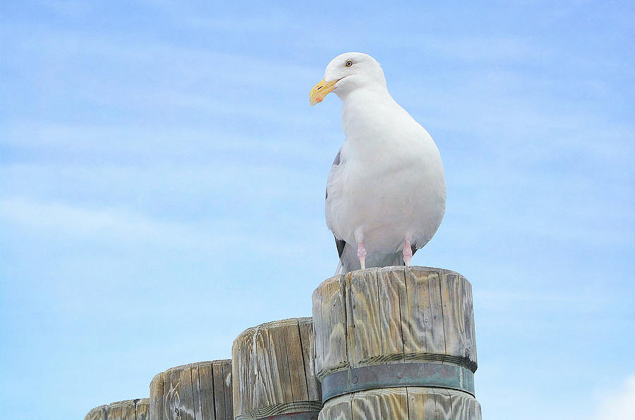 Seagull Sentry Photograph by Fraida Gutovich