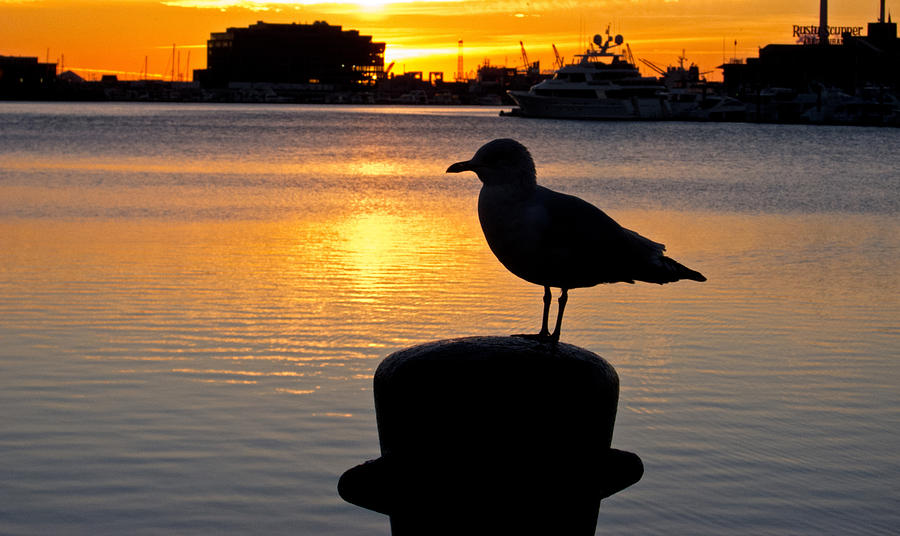 Seagull Silhouette Sunrise Photograph by Nancy De Flon