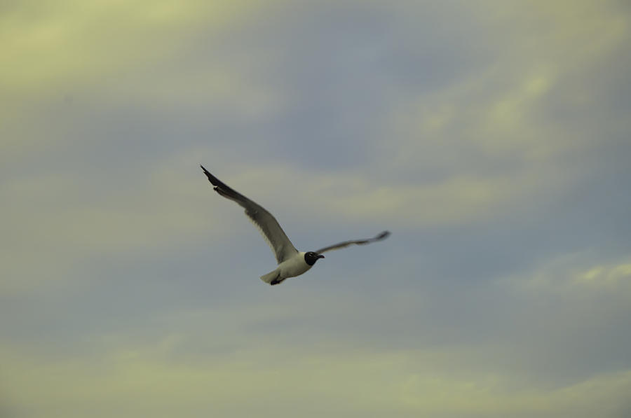 Seagull Photograph - Seagull Soaring by Bill Cannon